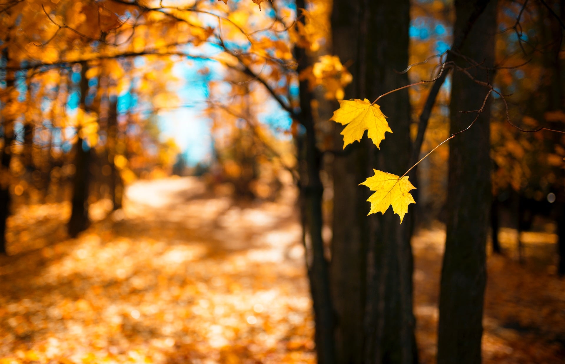 A yellow leaf hangs from a tree in a forest.